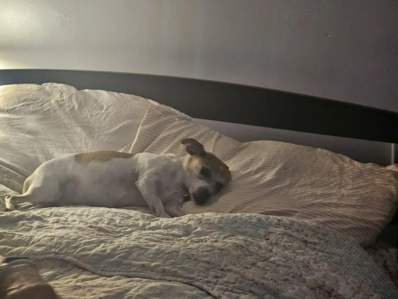 A senior small-sized female Jack Russell Terrier dog named Diamond for adoption in Groton, CT