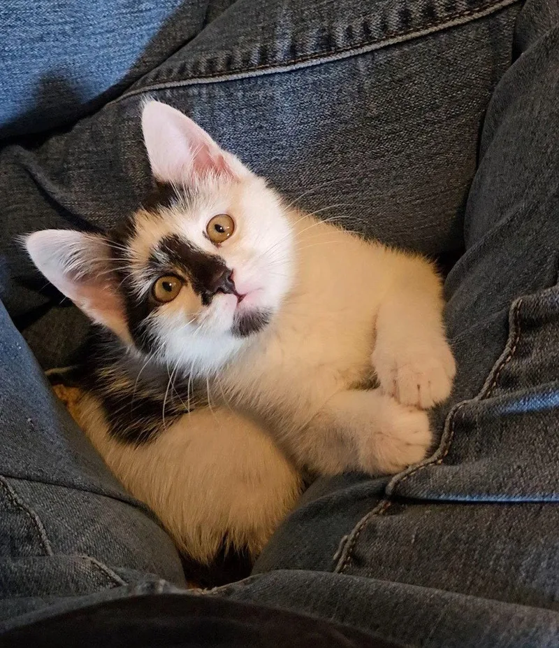 A baby medium-sized female Domestic Short Hair cat named Betty  Jenkintown Ps for adoption in Greenville, DE