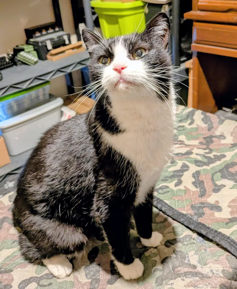 A senior medium-sized female Black & White / Tuxedo Domestic Short Hair cat named Topper for adoption in Highland, IN