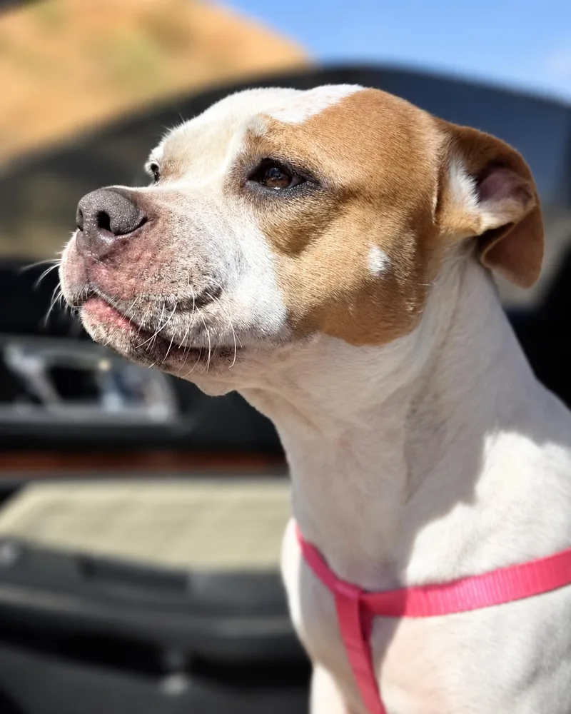 An adult medium-sized female American Bulldog dog named Sadie for adoption in Valley Village, CA