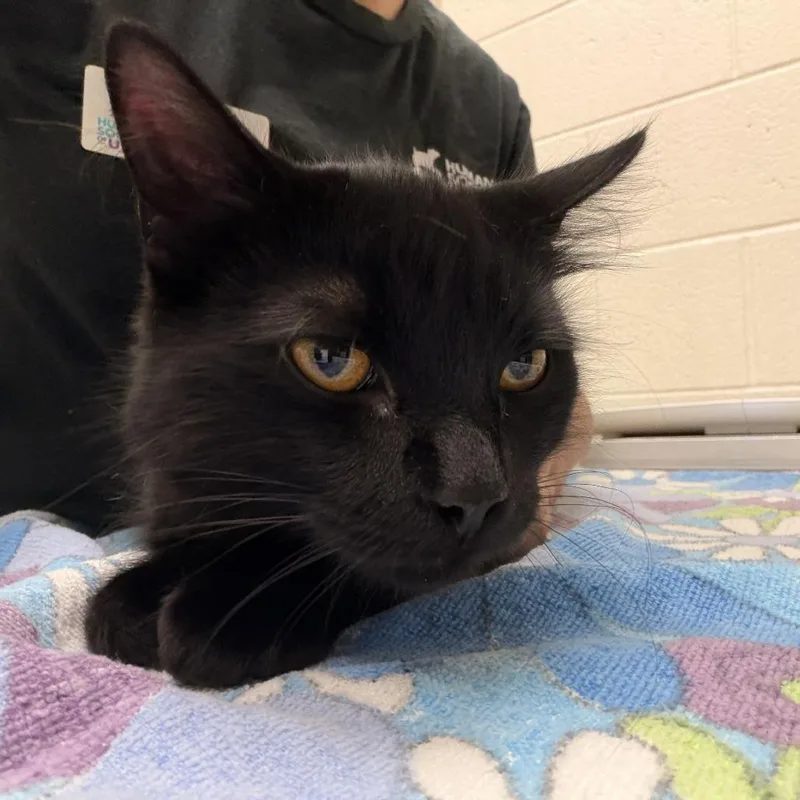 A baby medium-sized male Domestic Short Hair cat named Salami for adoption in Murray, UT