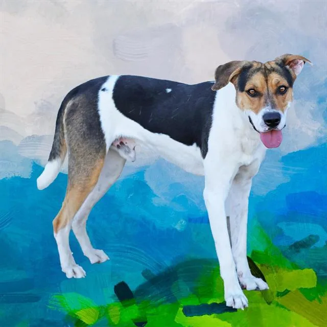 A young large-sized male Foxhound dog named Bandit for adoption in Albuquerque, NM
