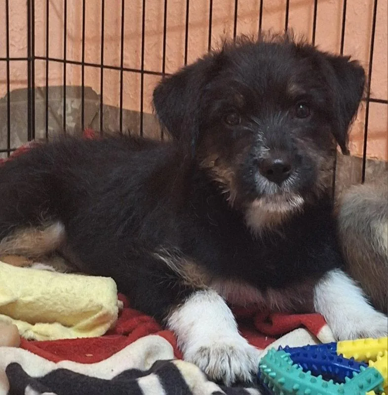 A baby medium-sized female Mixed Breed dog named Fringe for adoption in House Springs, MO