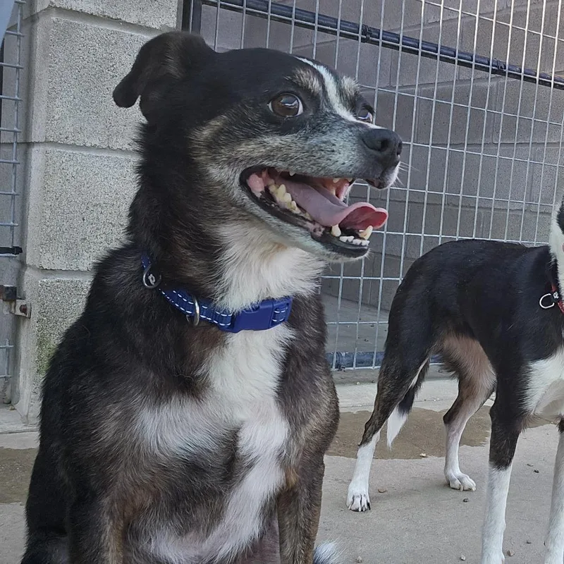 A senior small-sized male Black Chihuahua dog named Rossi for adoption in Wadena, MN