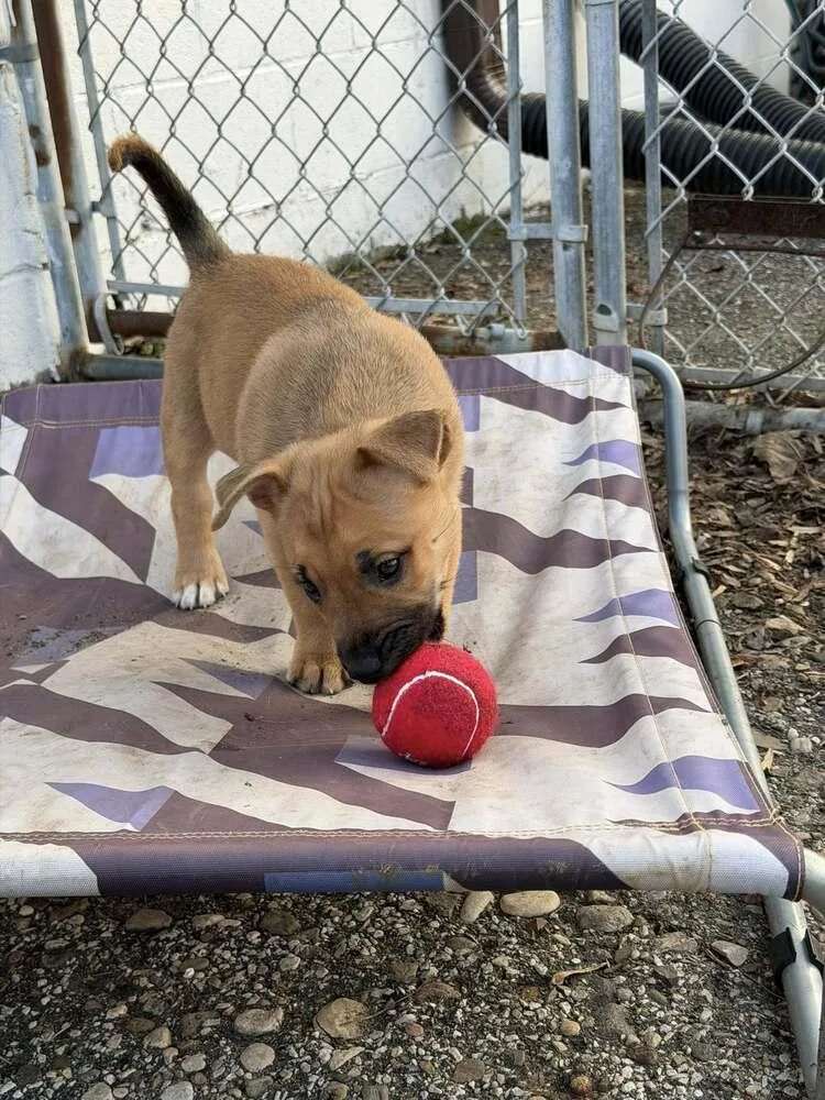 A baby small-sized female Tricolor (Brown, Black, & White) Labrador Retriever dog named Flower for adoption in Mishawaka, IN