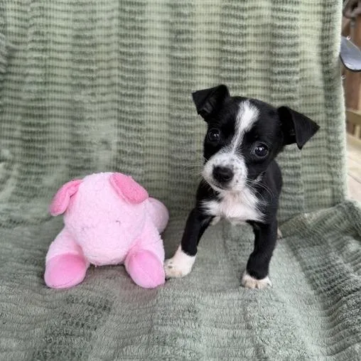 A baby small-sized female Black Dachshund dog named Wristlet for adoption in Carencro, LA