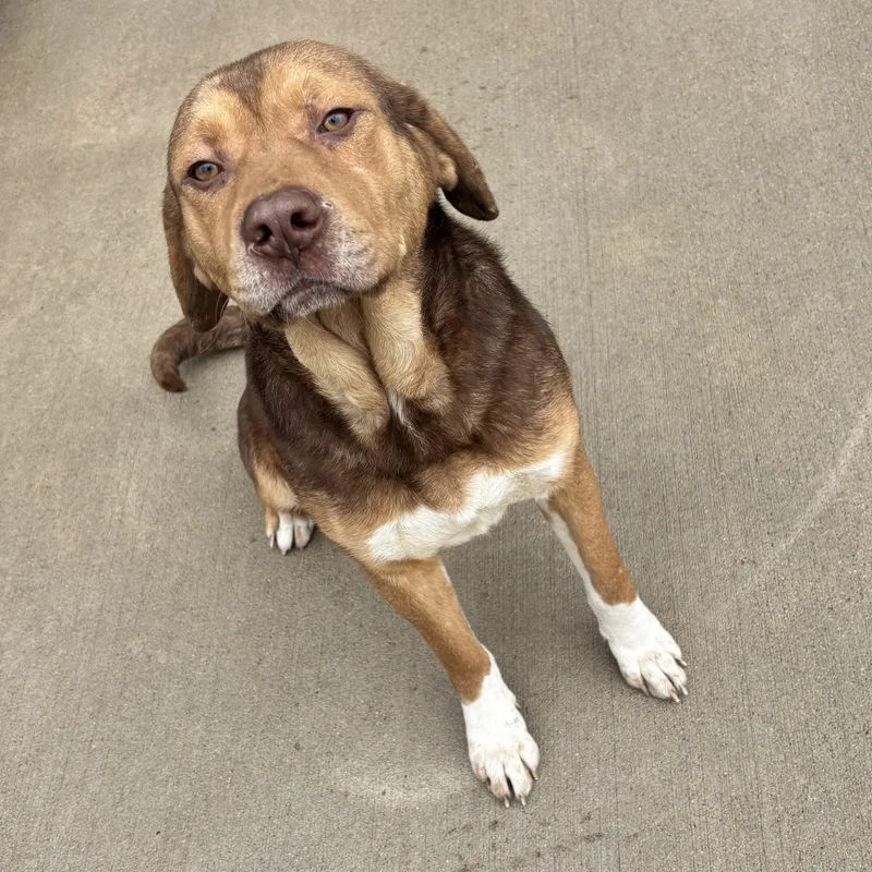 A young medium-sized male Tricolor (Brown, Black, & White) Hound dog named Moose for adoption in Dixon, IL