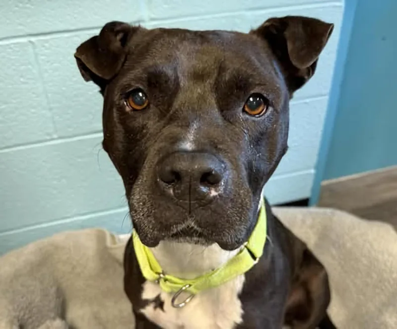 An adult medium-sized female Black Pit Bull Terrier dog named Empress for adoption in Euclid, OH