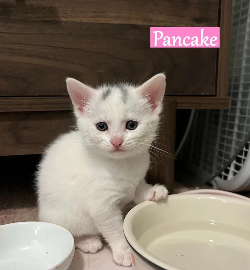 A baby medium-sized female Domestic Short Hair cat named Pancake for adoption in Hoover , AL