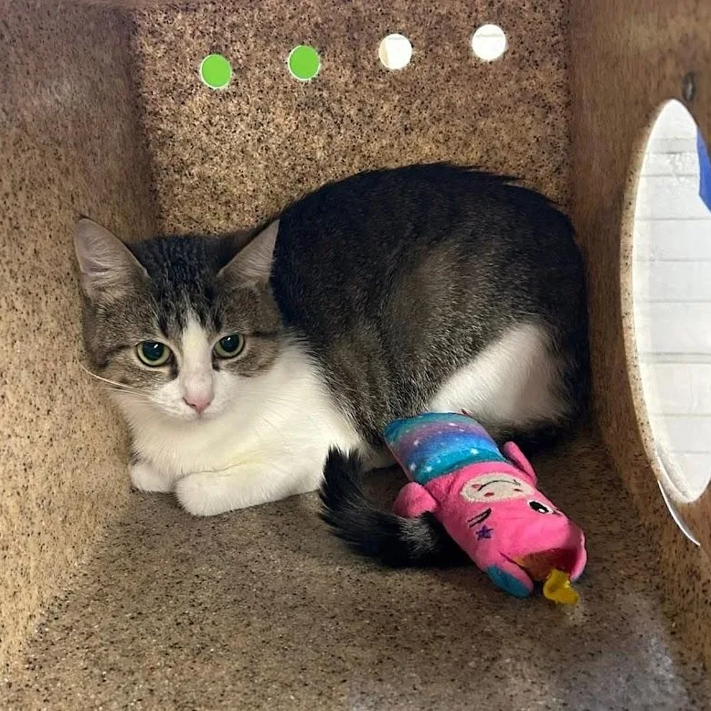 A young small-sized female Tabby (Brown / Chocolate) Domestic Short Hair cat named Naomie for adoption in Grand Rapids, MI
