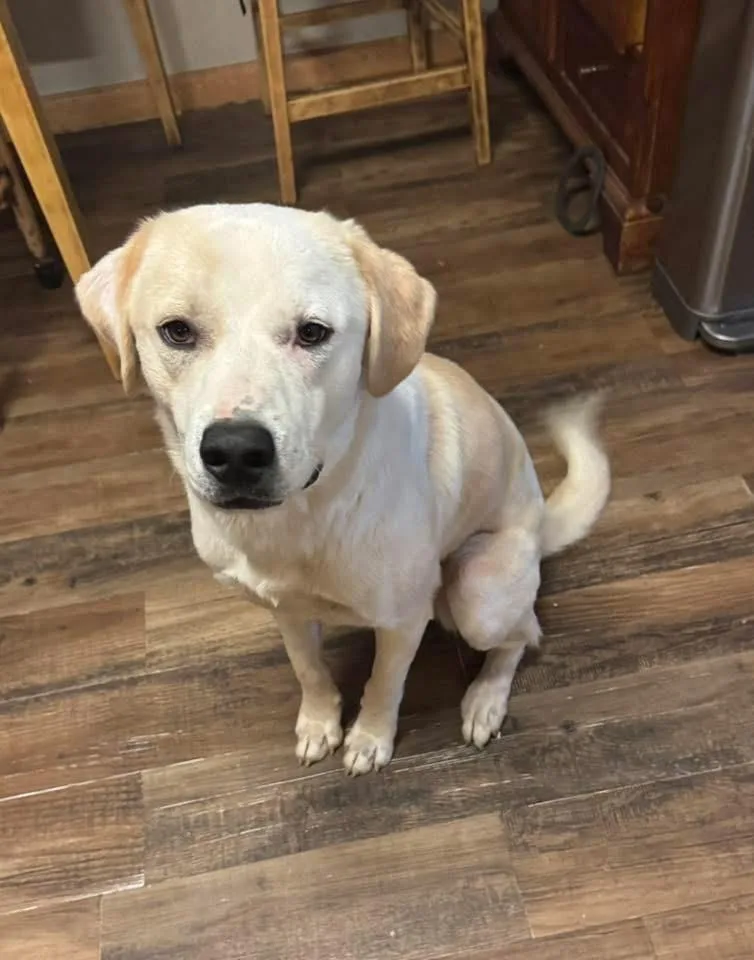 A young large-sized male Labrador Retriever dog named Phlip for adoption in North Syracuse, NY
