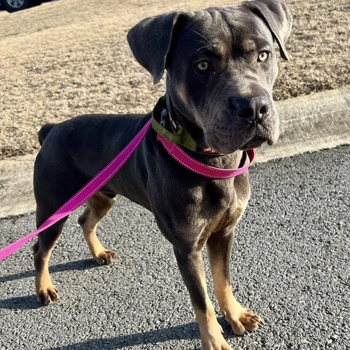A baby large-sized male Gray / Blue / Silver Cane Corso dog named Atlas for adoption in Austin, AR