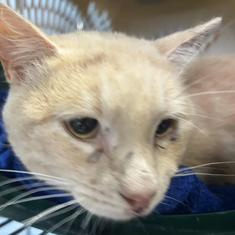 An adult small-sized male Orange / Red Domestic Short Hair cat named Radish for adoption in Garfield, AR
