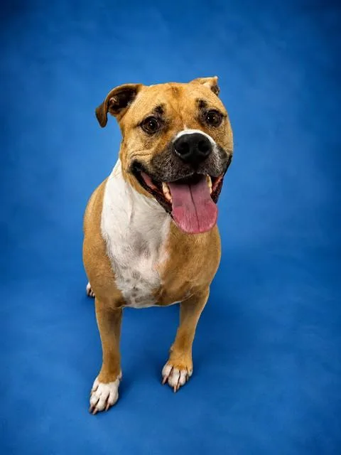 An adult large-sized male Labrador Retriever dog named Mason for adoption in Westminster, MD