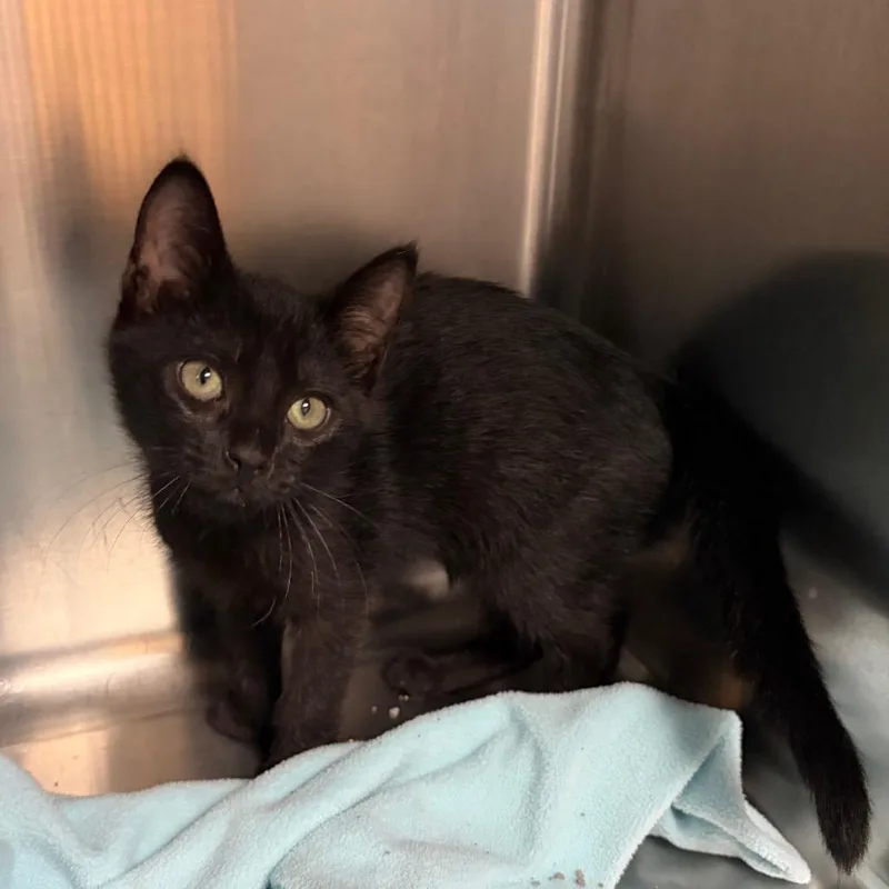 A baby small-sized female Black Domestic Short Hair cat named Crossette for adoption in Columbus, GA