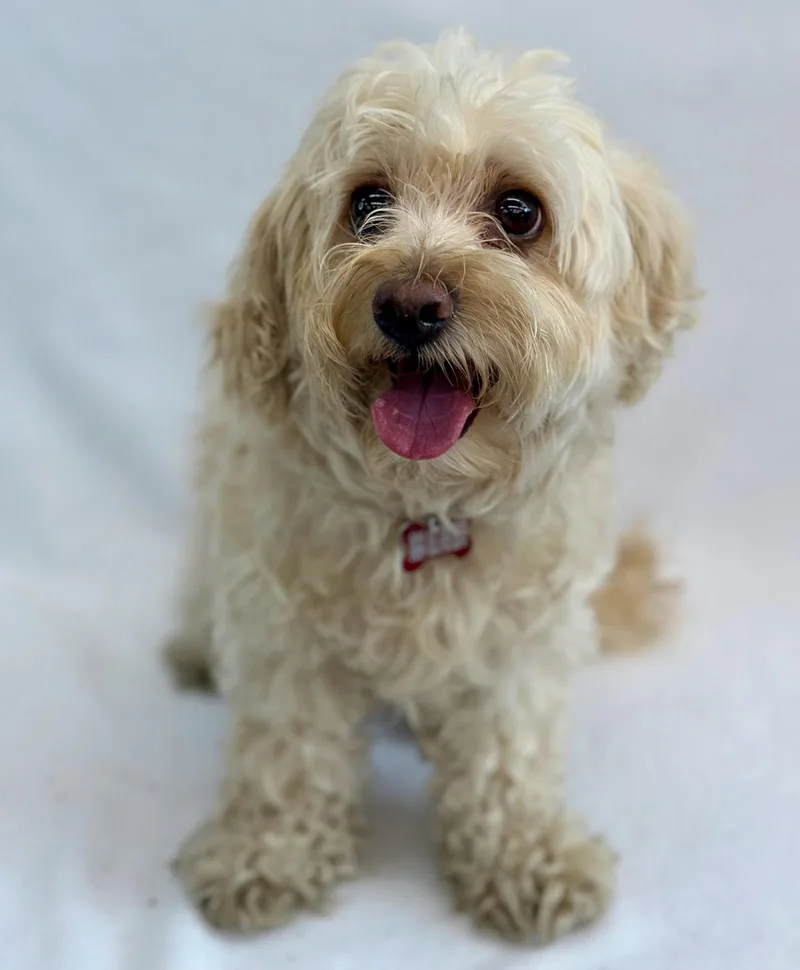 Tchotchke thumbnail 2