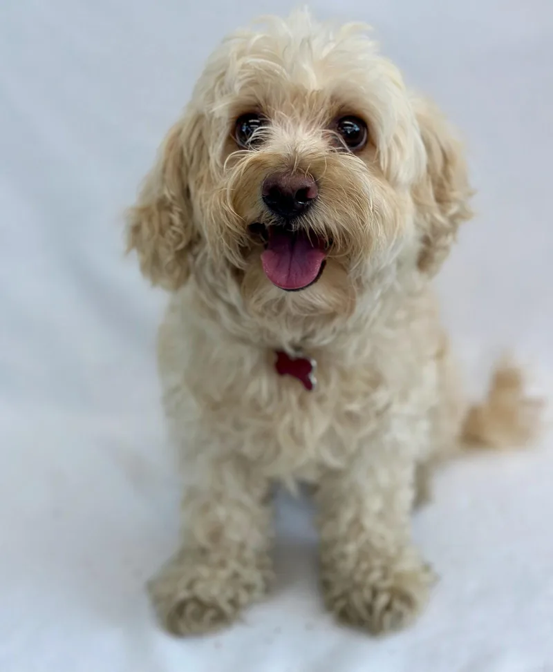 Tchotchke thumbnail 3