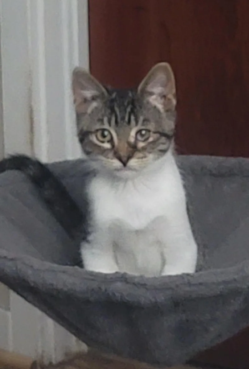 A baby small-sized male Domestic Short Hair cat named O'Malley for adoption in Heyburn, ID