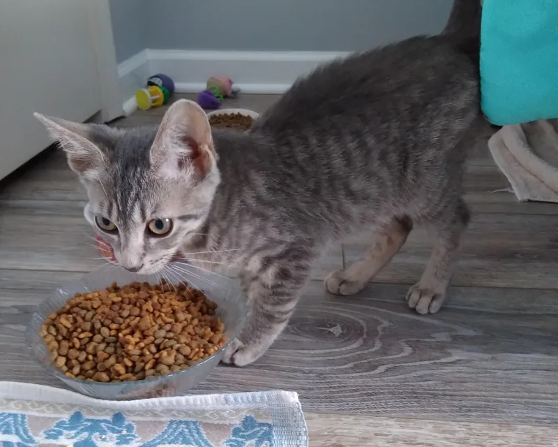 A baby medium-sized male Tabby (Gray / Blue / Silver) Tabby cat named Boyfriend for adoption in Nashville, TN