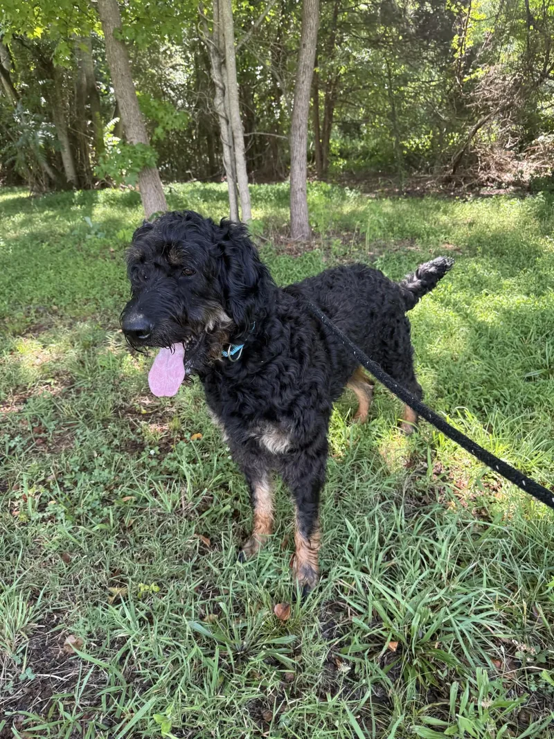 Ruger