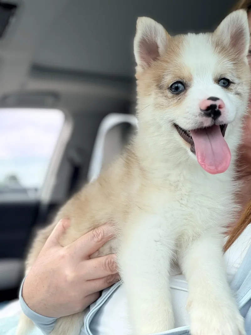 A young medium-sized male Pomeranian dog named Murph for adoption in Holly Springs, NC