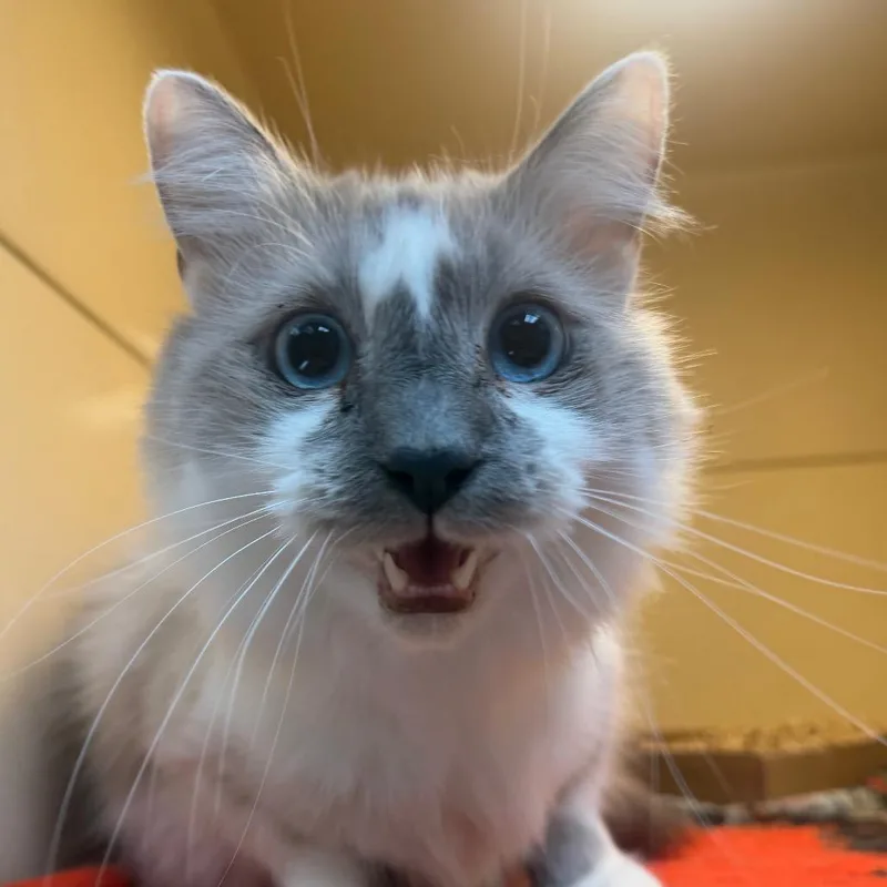 An adult large-sized male Domestic Long Hair cat named Smokey for adoption in Beckley, WV