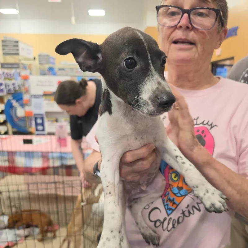 A baby small-sized male White / Cream Mixed Breed dog named Shaboozy for adoption in Melrose, FL