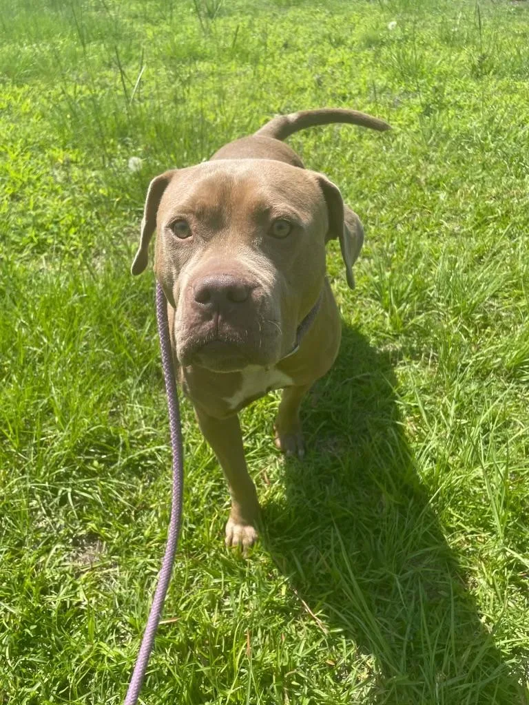 A young medium-sized female Pit Bull Terrier dog named Hazel for adoption in Carmel, NY