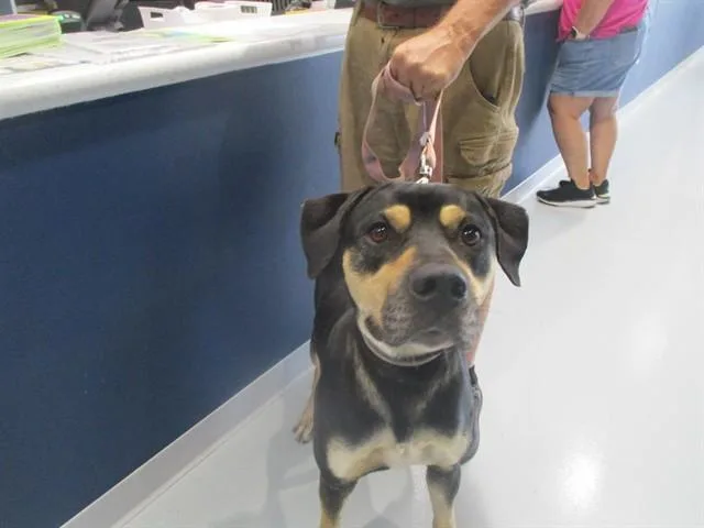 A young large-sized male Staffordshire Bull Terrier dog named A for adoption in Ocala, FL