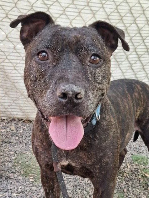 A senior medium-sized female Pit Bull Terrier dog named Queen for adoption in Woodland, CA