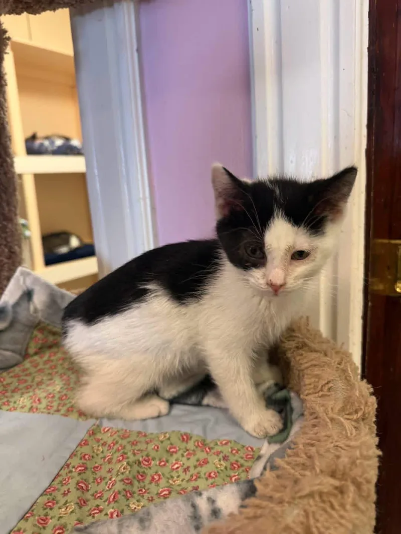 A young small-sized female Black & White / Tuxedo Domestic Short Hair cat named Josie for adoption in Freeport, NY