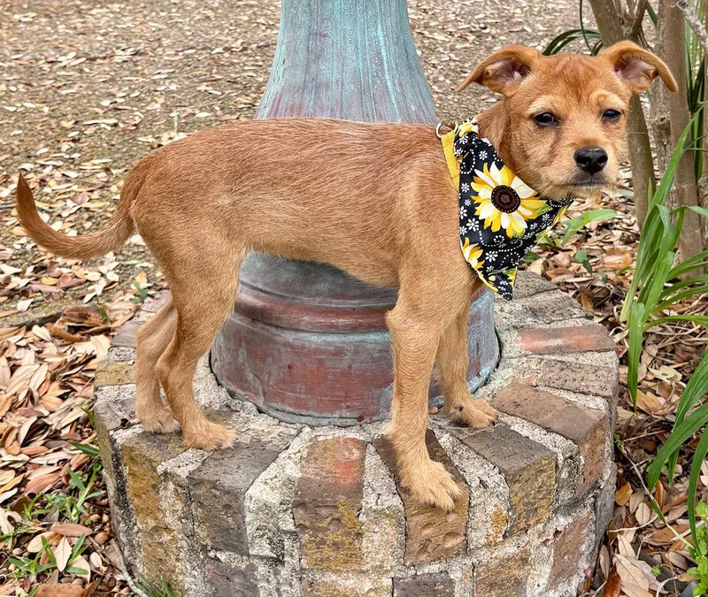 Happy Hailey  Little thumbnail 2