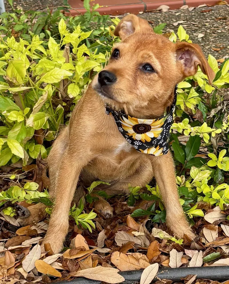 Happy Hailey  Little thumbnail 3