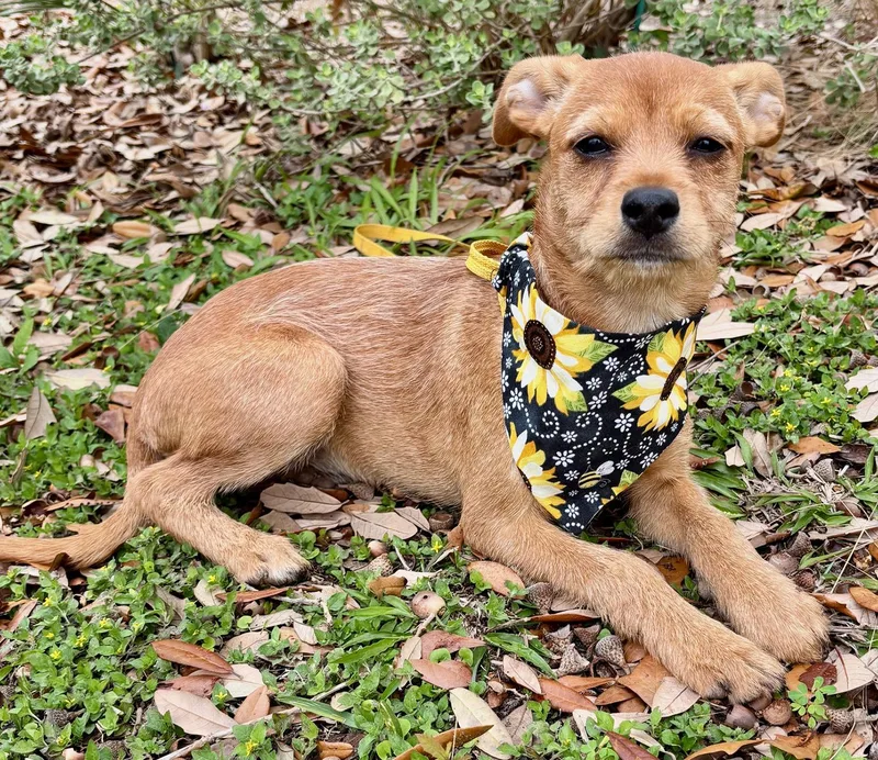 Happy Hailey  Little