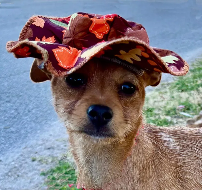 Happy Hailey  Little thumbnail 4