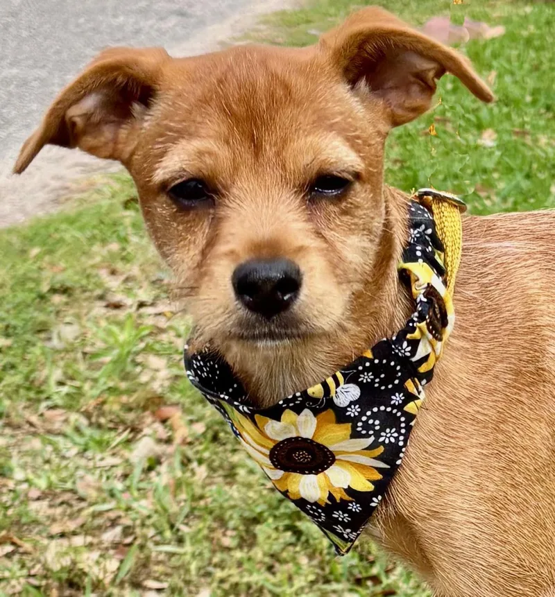 Happy Hailey  Little thumbnail 5