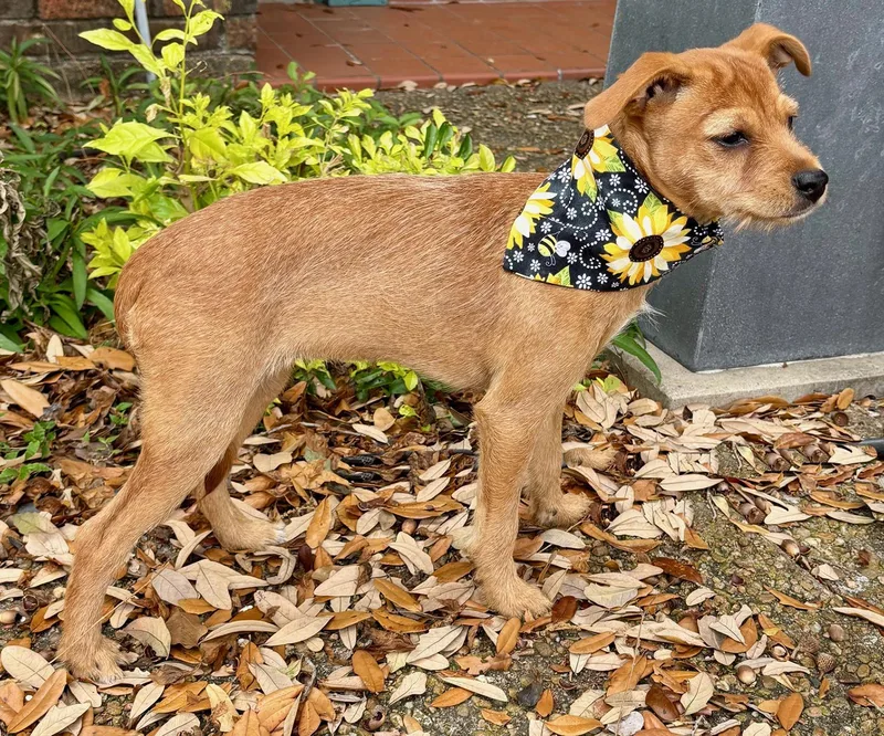 Happy Hailey  Little thumbnail 6