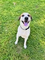 An adult large-sized male White / Cream Mixed Breed dog named Teddy for adoption in Skowhegan, ME