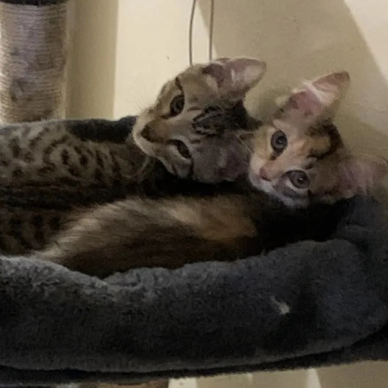 A young medium-sized male Tabby (Buff / Tan / Fawn) Tabby cat named Borealis for adoption in Flint, TX
