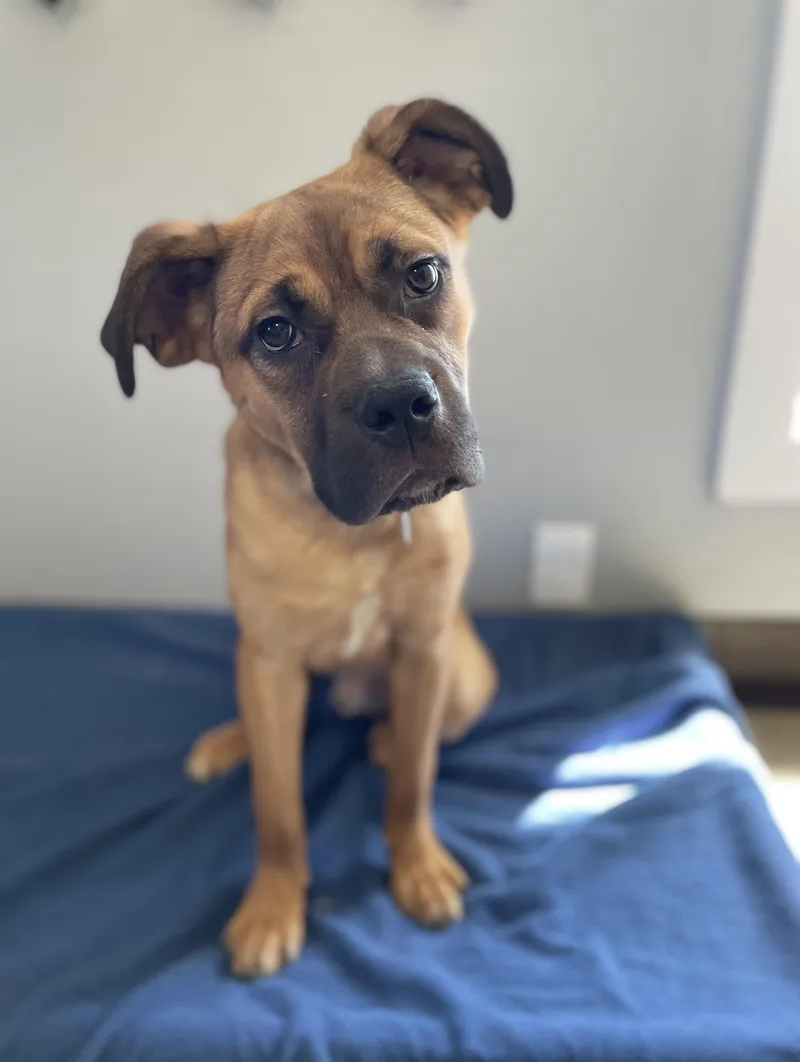 A young medium-sized male Black Mouth Cur dog named Roberto for adoption in Oxford, MI