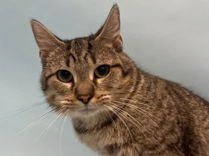 An adult small-sized male Domestic Short Hair cat named Sully for adoption in Golden Valley, MN