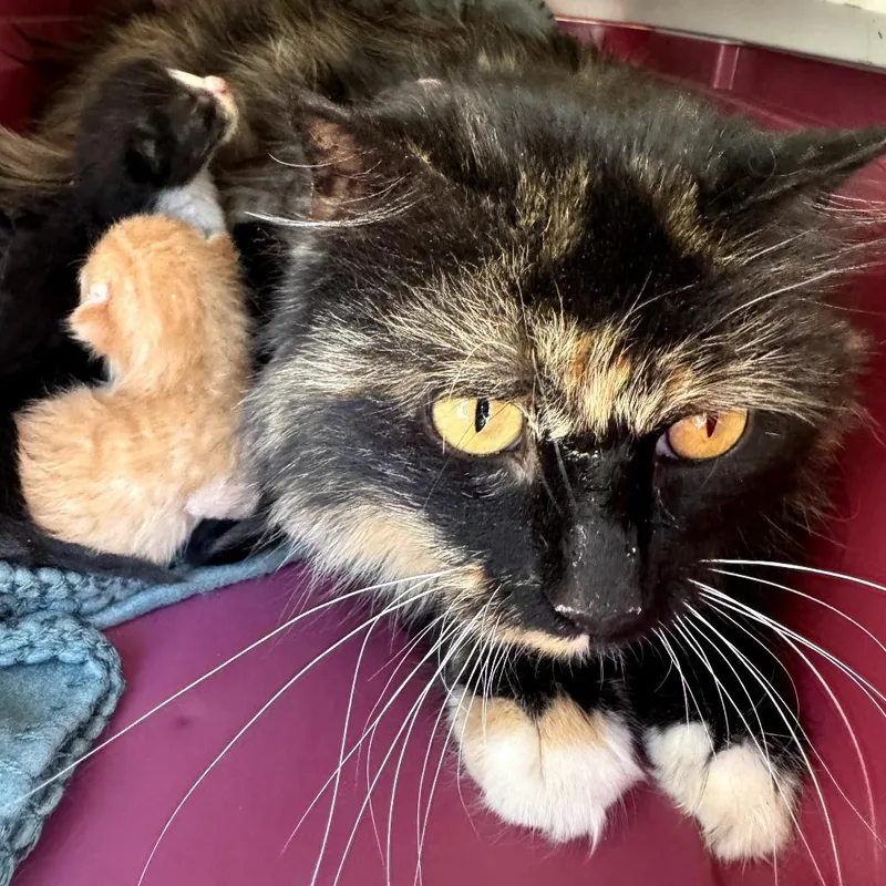 An adult small-sized female Calico Domestic Medium Hair cat named Candy for adoption in West Plains, MO