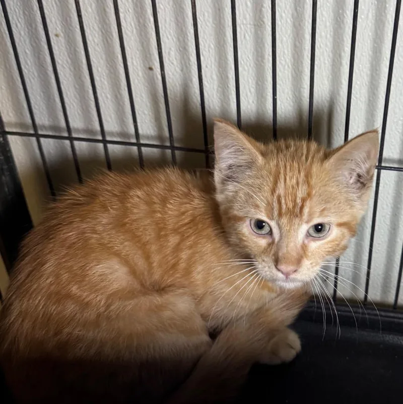 A baby medium-sized male Domestic Short Hair cat named Braydon for adoption in Saginaw, MI