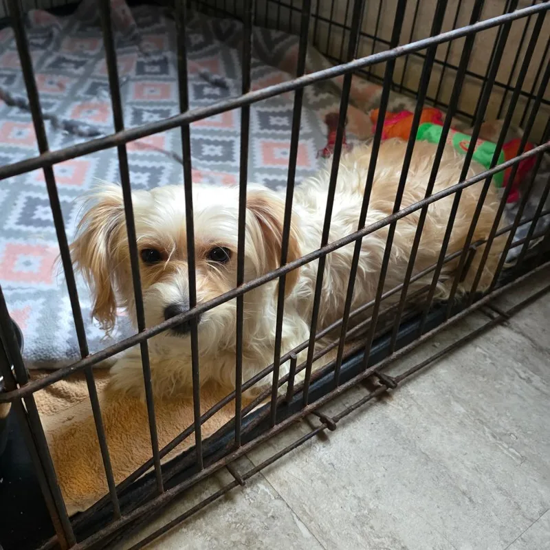 An adult small-sized female White / Cream Yorkshire Terrier dog named Pearl for adoption in Hinesville, GA