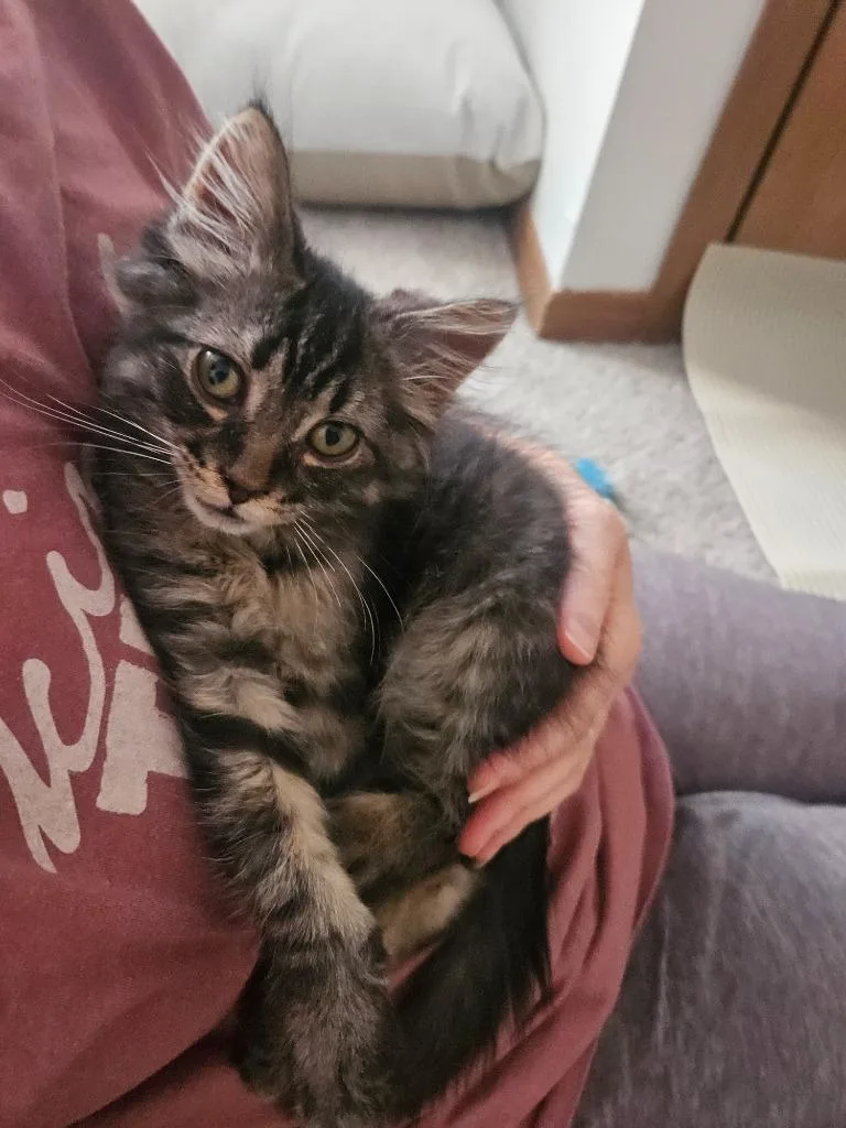 A baby small-sized male Domestic Short Hair cat named Checkers Chess for adoption in Minneapolis, MN