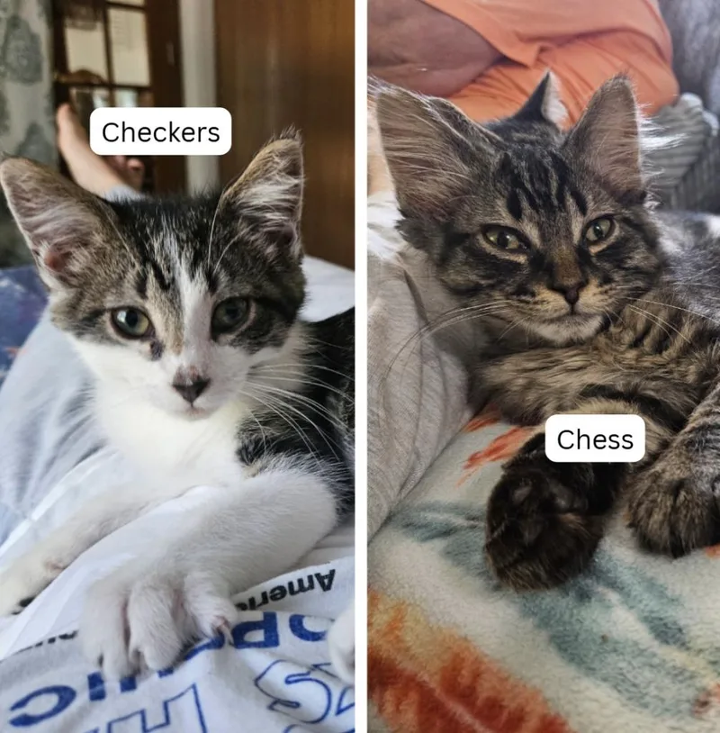 Checkers  Chess thumbnail 5