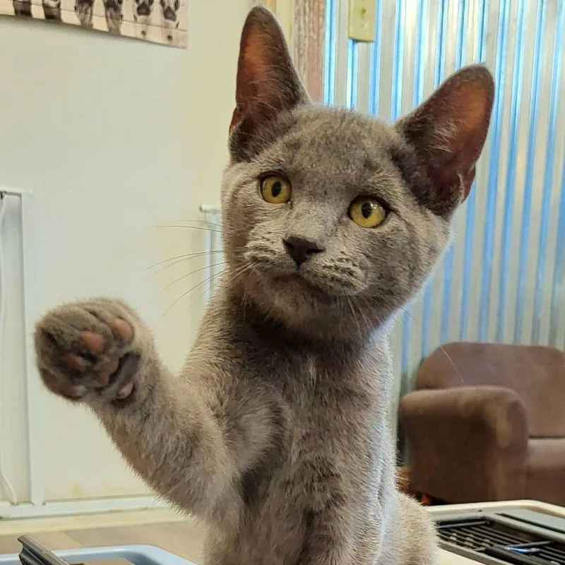 A baby small-sized male Gray / Blue / Silver Domestic Short Hair cat named Joker for adoption in Springfield, OH