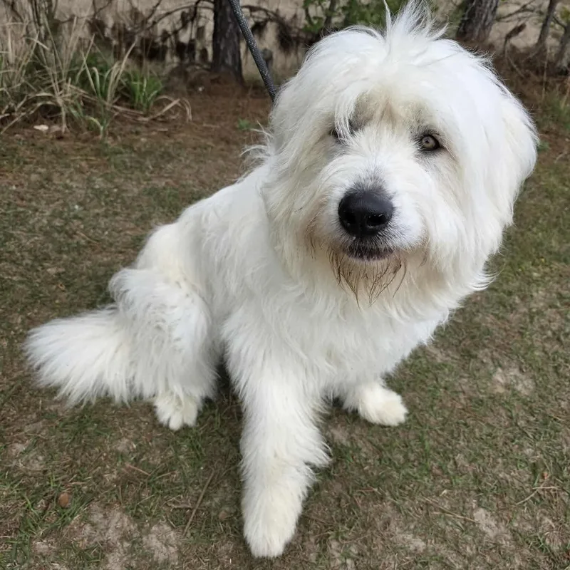 Maverick thumbnail 2