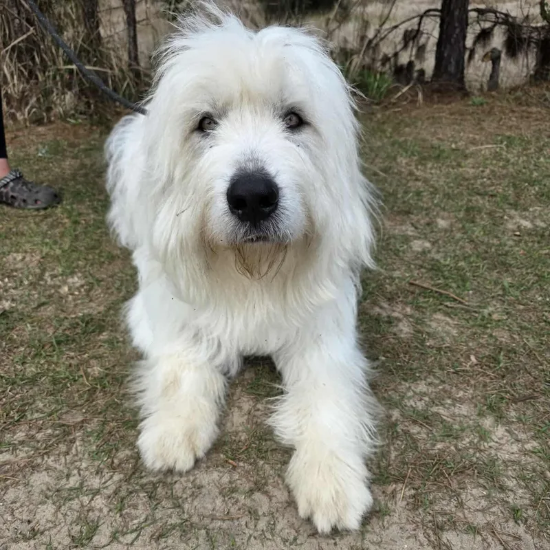 Maverick thumbnail 3