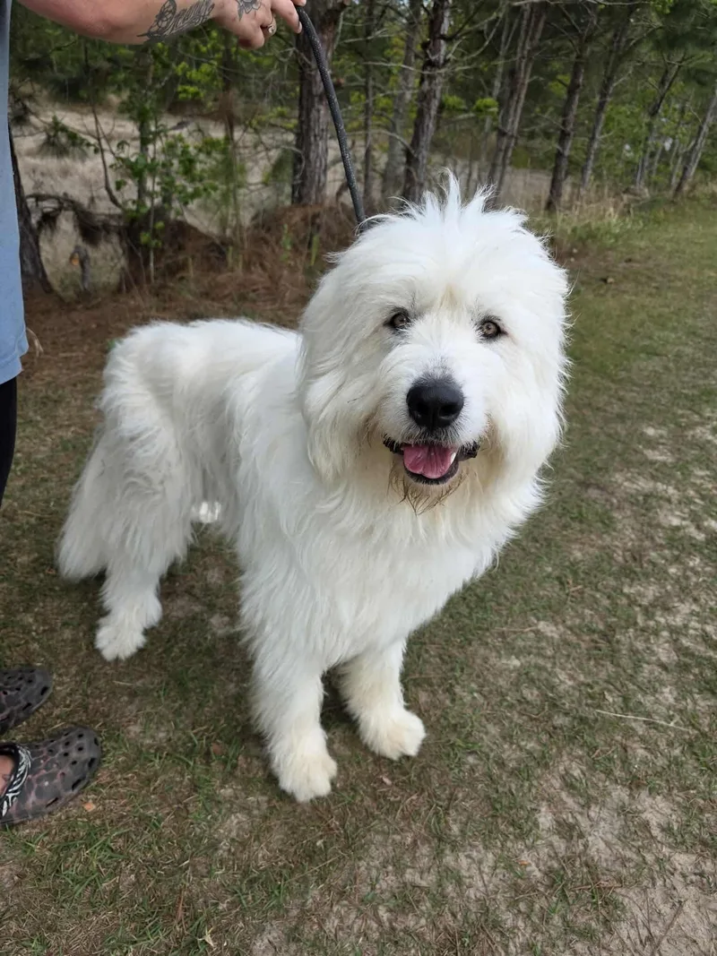 Maverick thumbnail 4